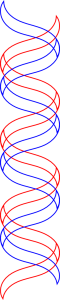 The X-skeleton is no longer shown. Ribbons for both the red and blue strands are completely drawn; they have been color-coded red and blue to help differentiate which strand is which.