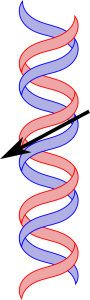 The red and blue ribbons' insides are now filled opaquely, with less saturated red and blues. The twist of the helix is much more apparent: the strands in front go from right-to-left as they go top-to-bottom. A large arrow overlays the image pointing in the same direction.