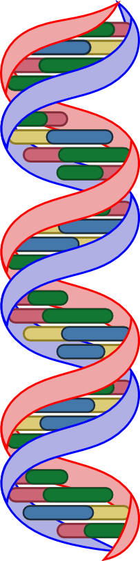 The DNA bases are now fully colored: red with green and blue with yellow. Green and blue are always the longer bases. The ends of each base pair are hidden behind the topmost strands of DNA backbone.